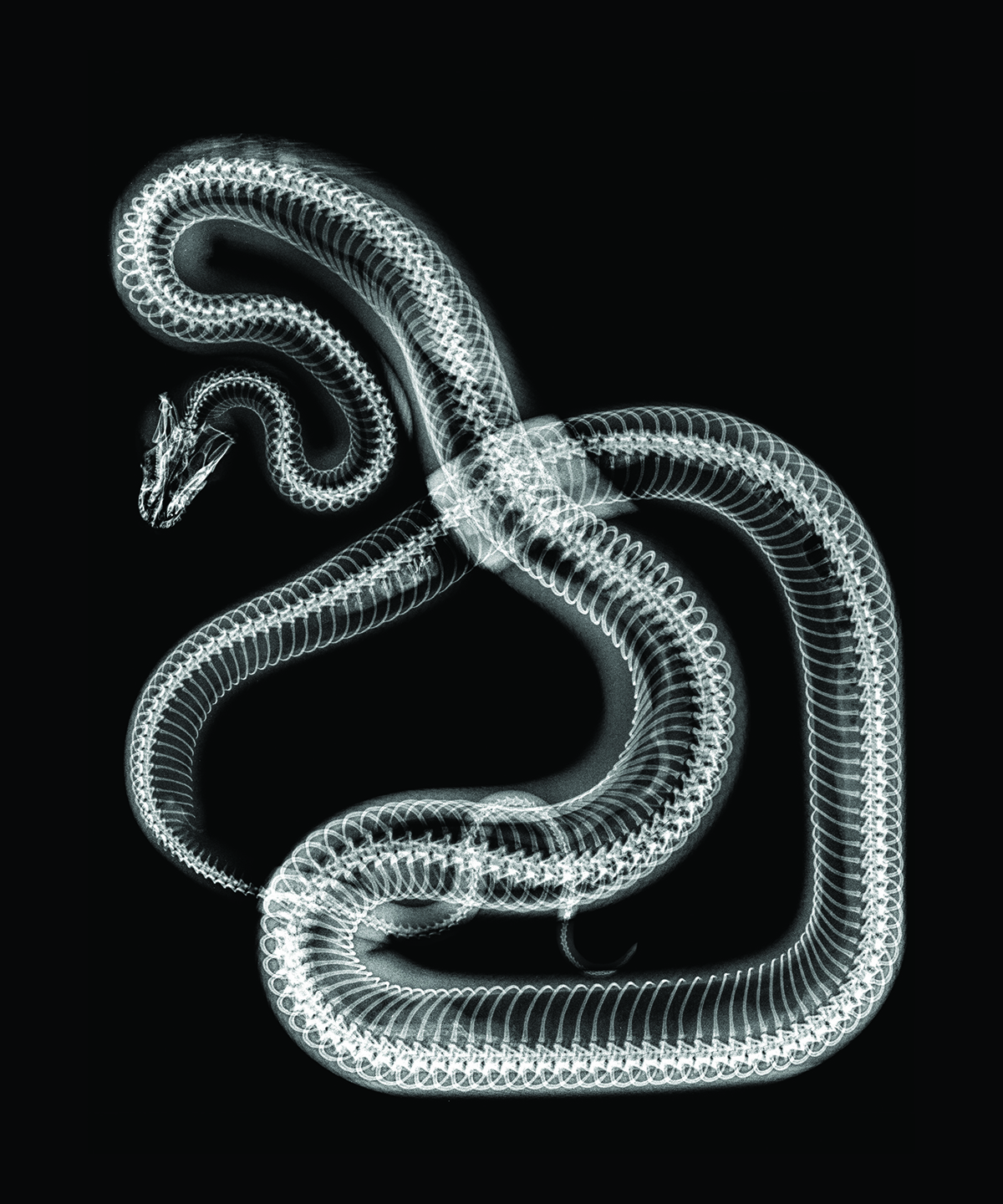 X-ray image of a snake