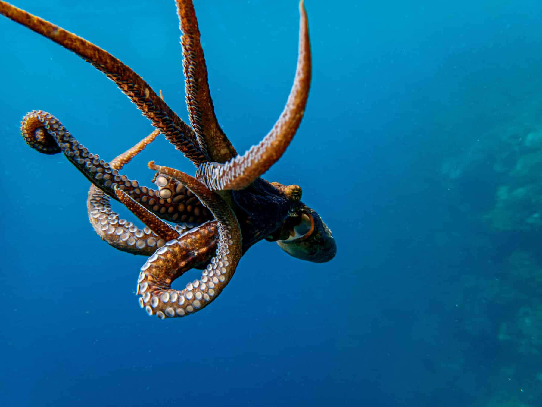 the case against octopus farming