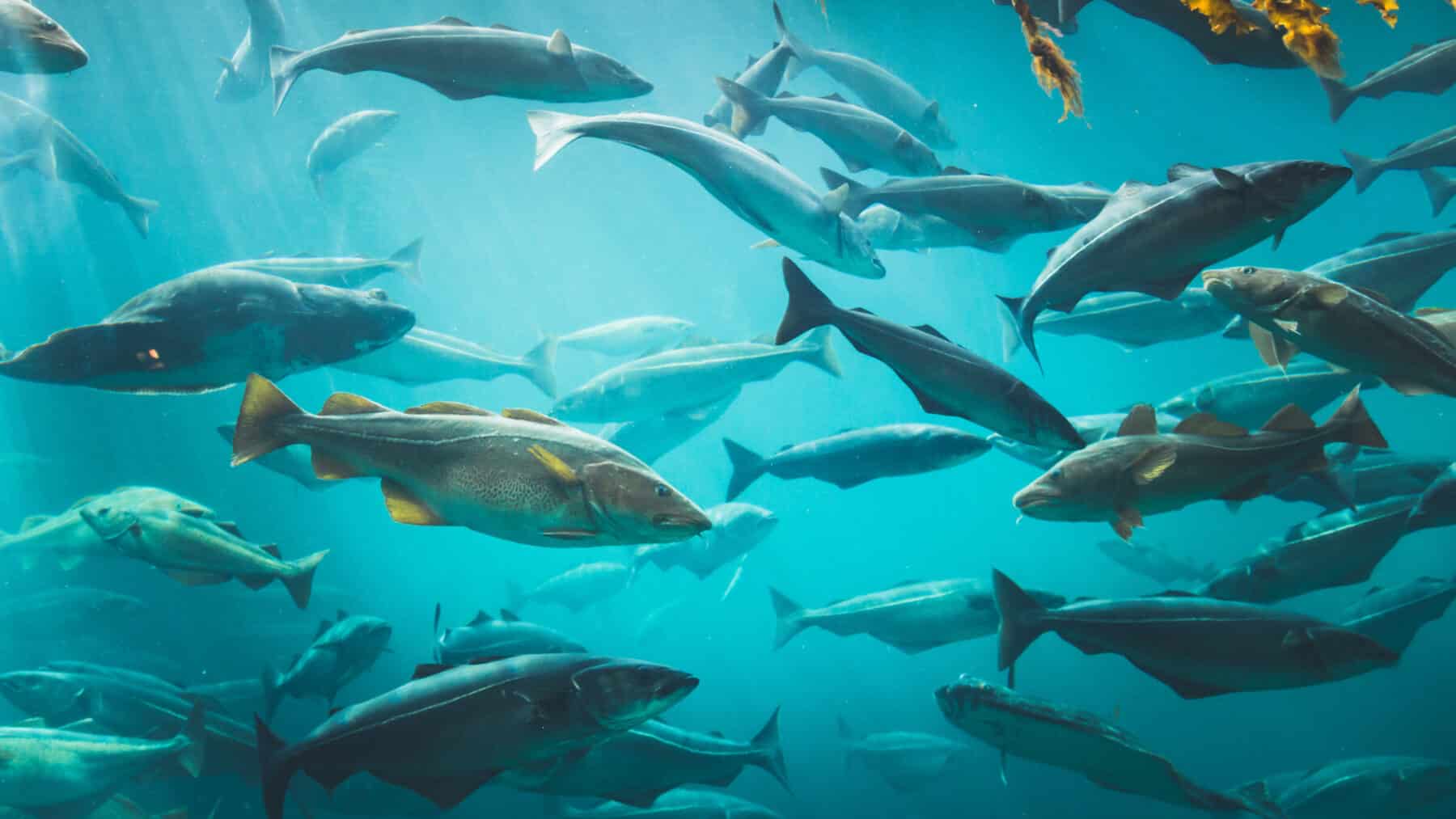 the great fish pain debate