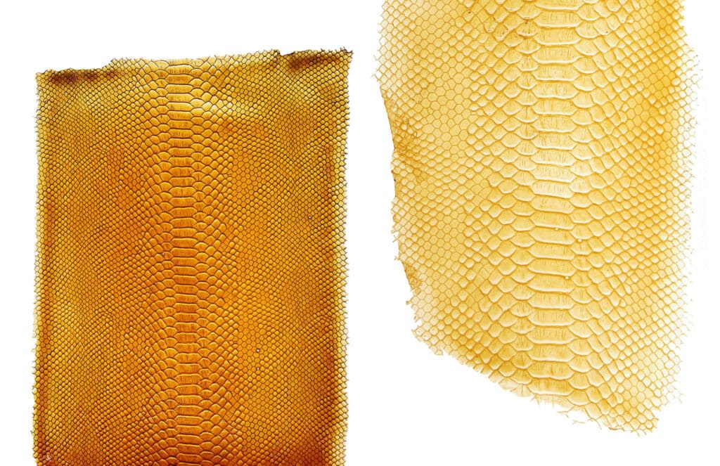 Biodesign Challenge: Tômtex is a leather-like biomaterial.