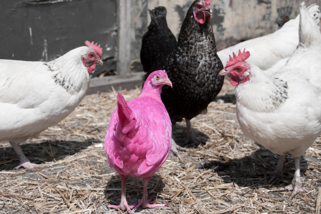 Using CRISPR, genes from the cochineal insect are inserted into the chicken.