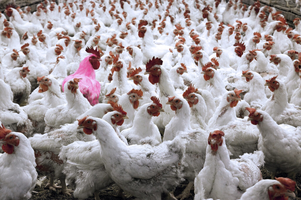 Approximately 60 billion chickens are killed for food every year.