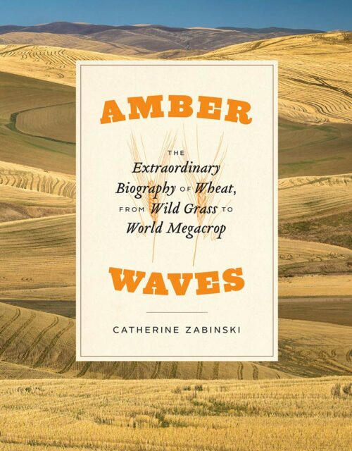 Amber Waves book cover