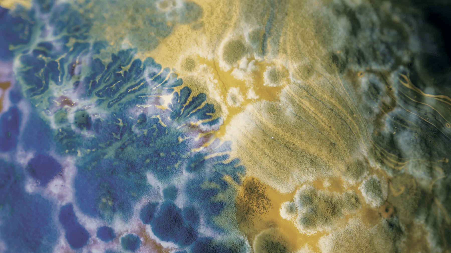 what is biodesign challenge grushkin