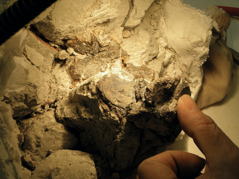 Keith touches the dark-gray fossil inside the jacket, which only experts can distinguish from the surrounding lighter-gray rock.