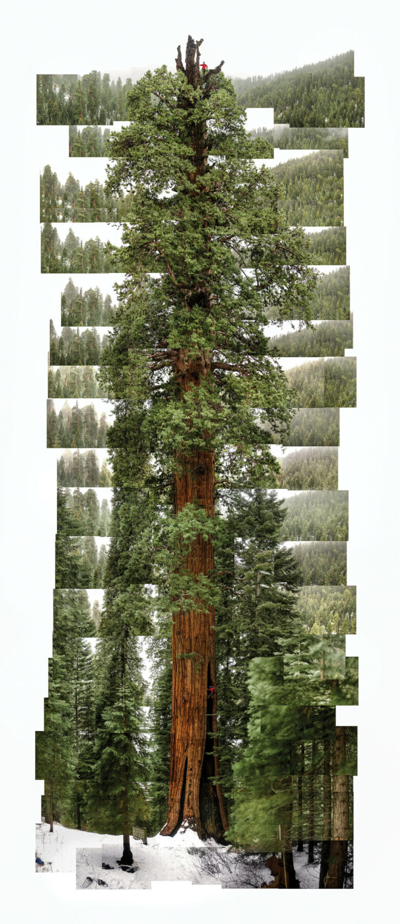 James Balog, Giant Sequoia, “Stagg,” Camp Nelson, California, USA, December 28, 2001.