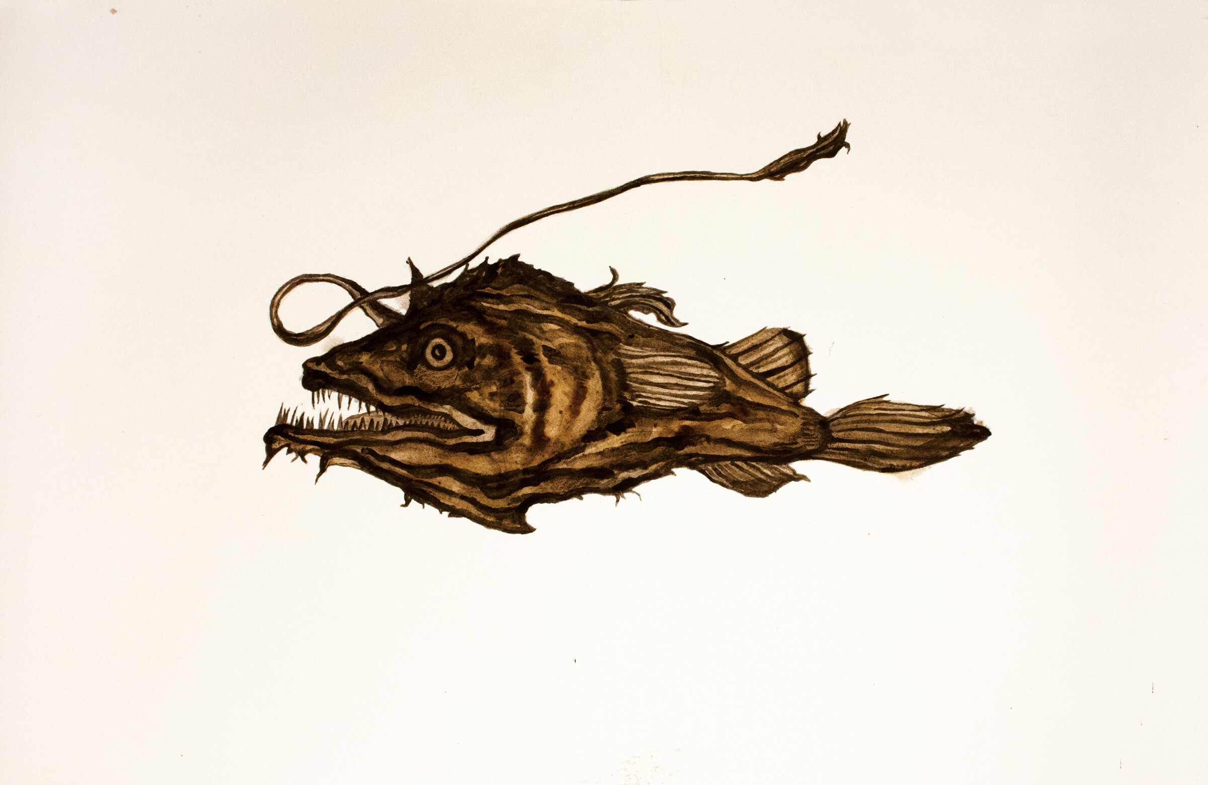 Brandon Ballengée, "MIA Deepwater Florida Dreamer Anglerfish" (2020–2021)