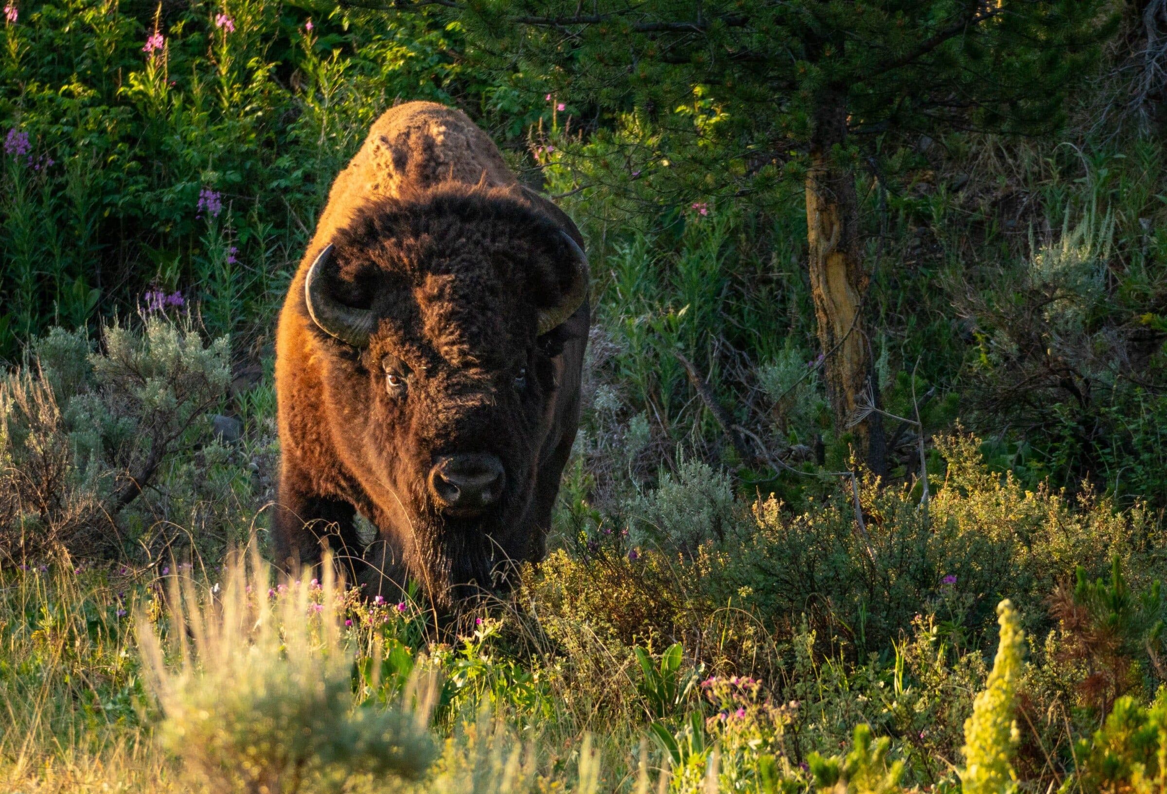 Federal Policy Shift: Native Regenerative Ag for Soil & Carbon