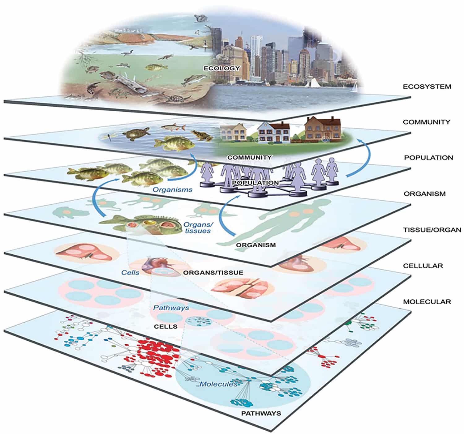 The systems-thinking approach applied by One Environment–One Health