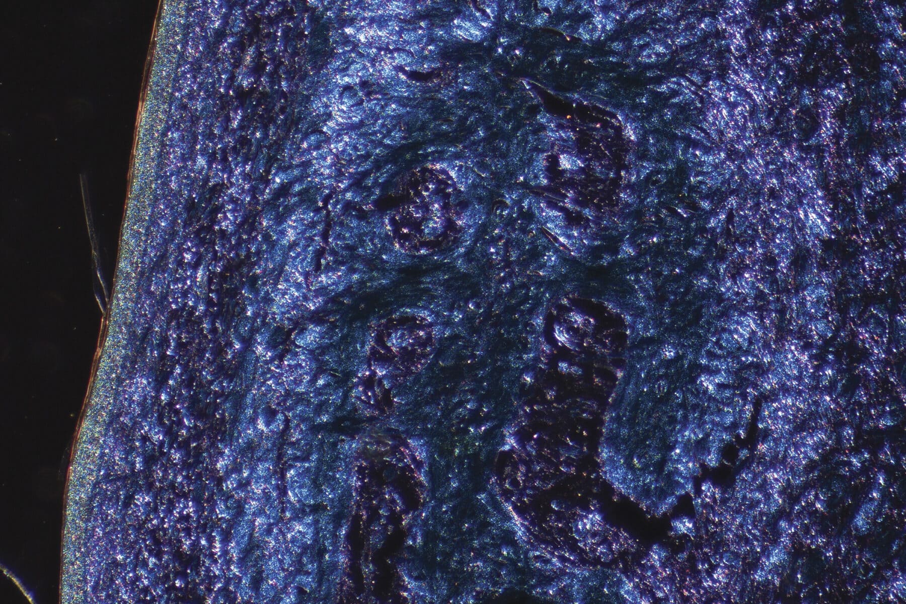 Benjamin Dubansky, Brooke Dubansky, Brandon Ballengée, and Christopher Just, in collaboration with Le Bleu Perdu Project, Fresh Sea, from the series Né dans le peche (Born in Sin), 2024. Digitized image from a histology slide of American alligator osteoderm, stained with a modified version of Ramón y Cajal’s picroindigo-carmine and Kernechtrot Nuclear Fast Red. Courtesy of the artists, Le Bleu Perdu Project, Atelier de la Nature.