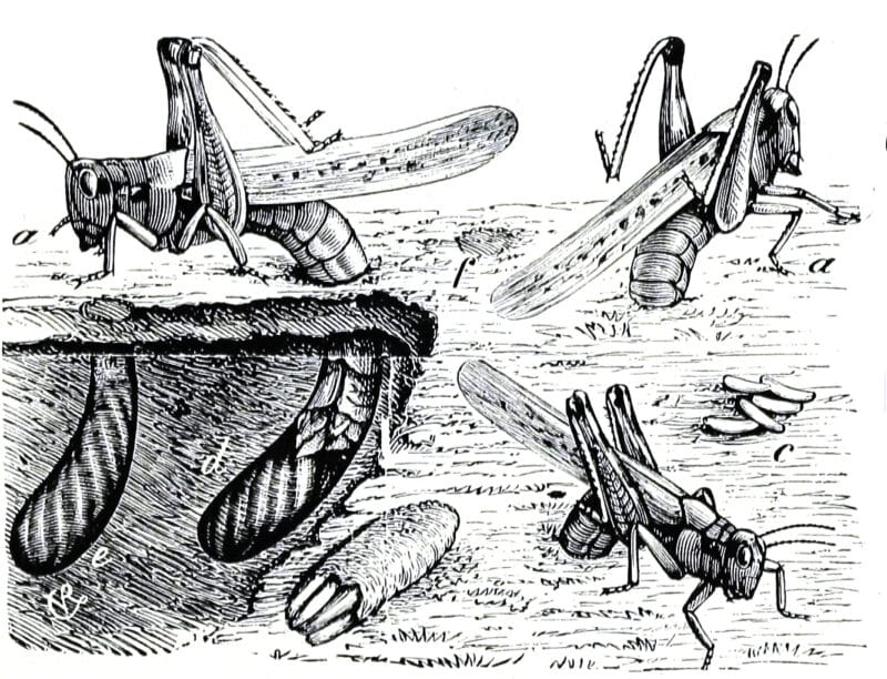 Illustration of the Rocky Mountain Locust oviposition by Charles Valentine Riley, 1877.