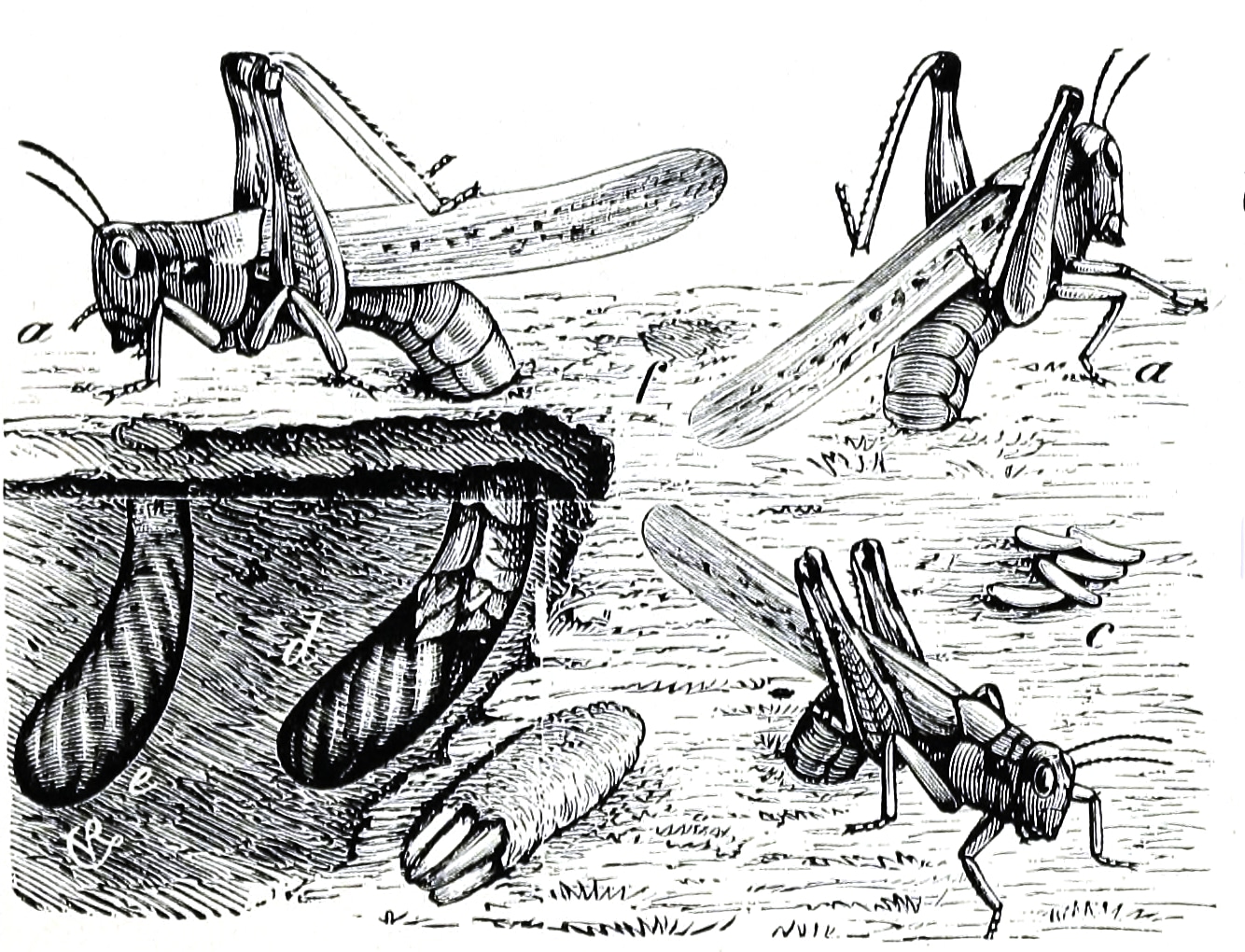 Illustration of the Rocky Mountain Locust oviposition by Charles Valentine Riley, 1877.