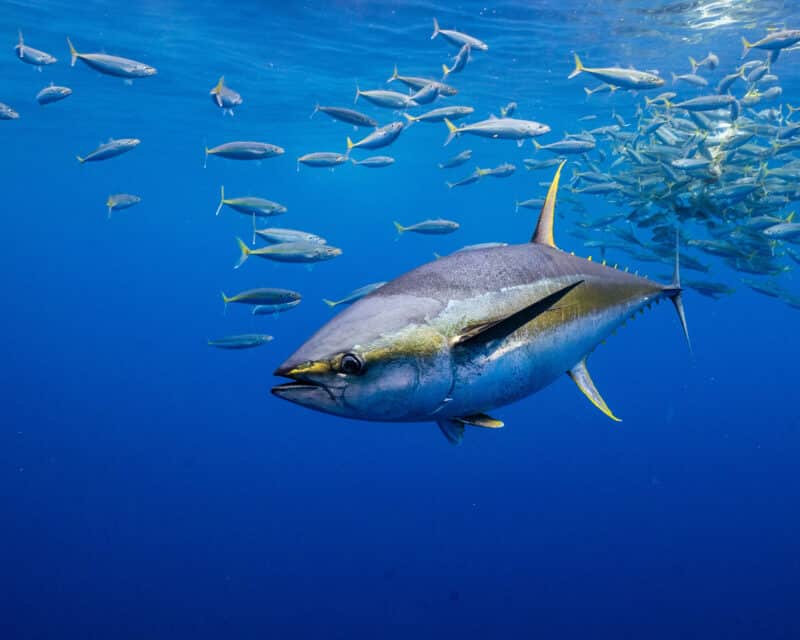 Water Breathing Is a Blind Spot in Animal Welfare Science