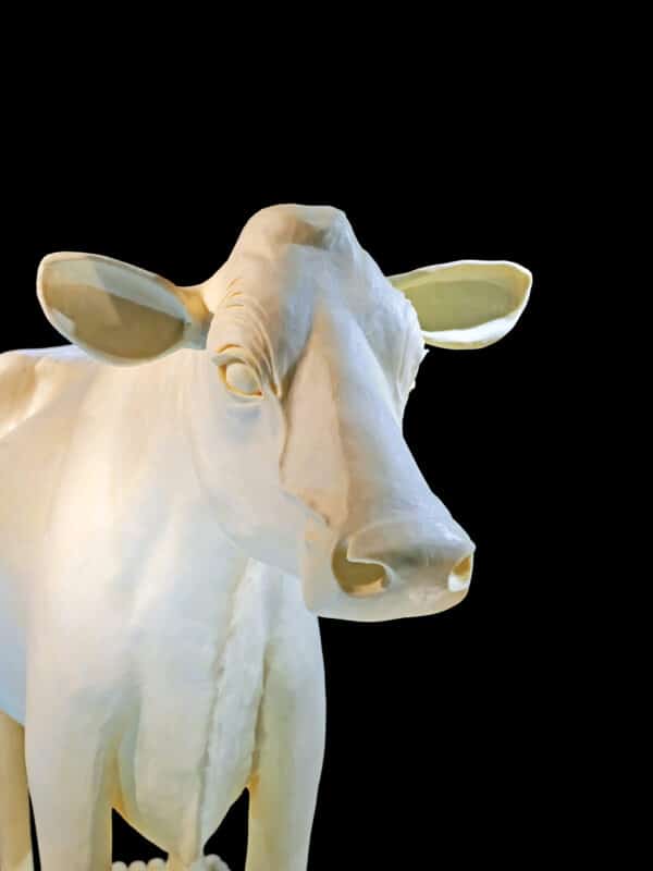 Sarah Pratt, Butter Sculpture of a Jersey Cow (installation view), made specially for the Renwick Gallery of the Smithsonian American Art Museum. Photo by Albert Ting.